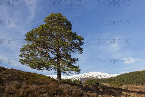 Solitary native Scots pine