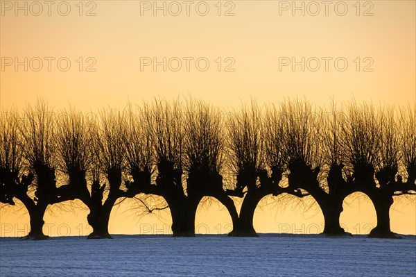 Row of pollarded European lime trees