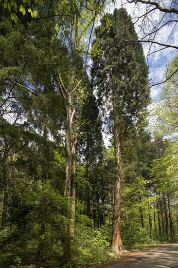 Giant sequoia