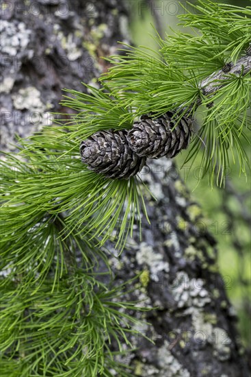 European larch