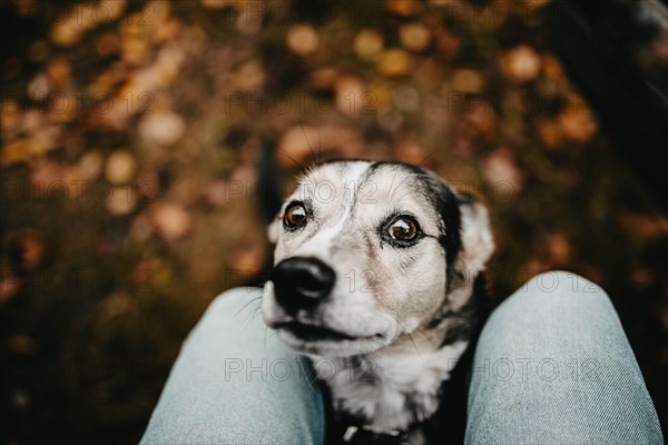 Cute homeless mongrel dog on autumn foliage looking at camera