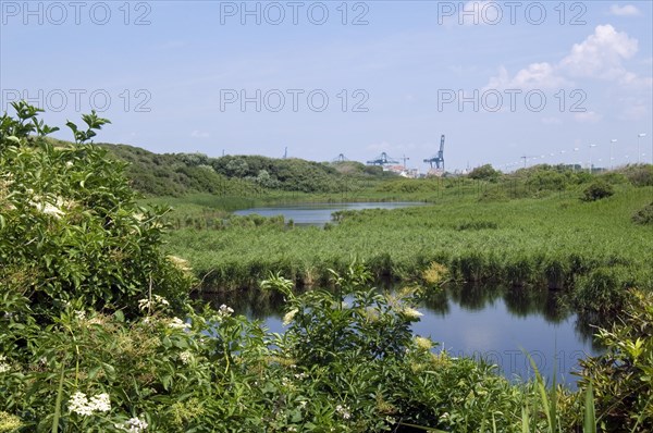 Nature reserve De Fonteintjes in the dunes between Blankenberge and Zeebrugge along the North Sea coast