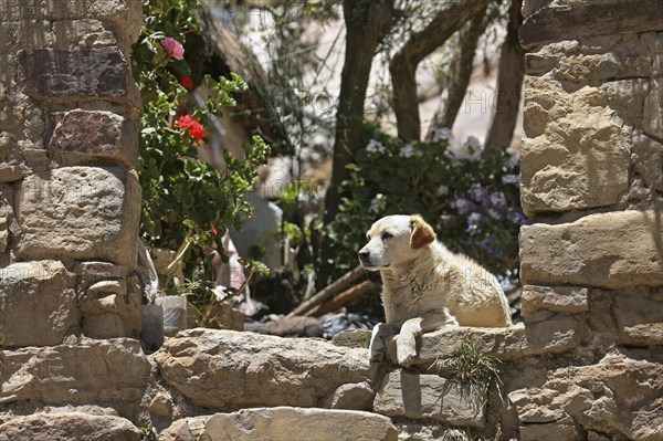 Dog resting in Inca ruin on the island Isla del Sol in Lake Titicaca