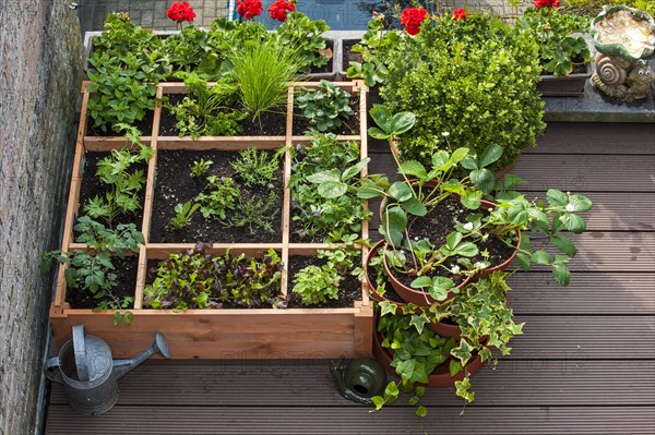 Square foot gardening by planting flowers