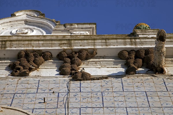 Nests of House Martin
