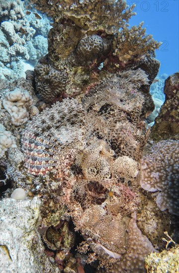 Scorpionfish