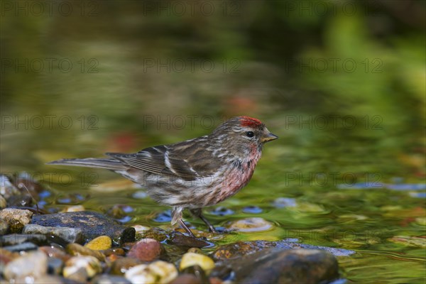 Common redpoll