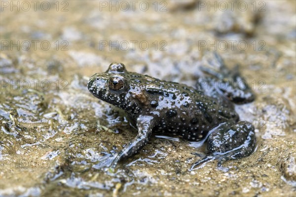 European fire-bellied toad