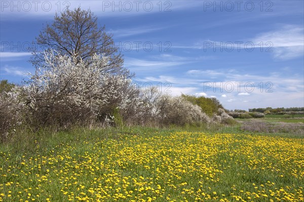 Hedge in spring with flowering Blackthorn