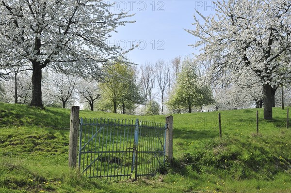 Orchard with cherry trees blossoming