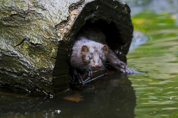 American mink