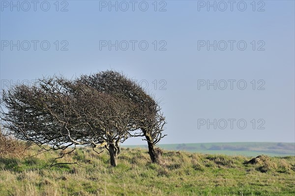 Windswept trees along the coast of Cap Gris Nez