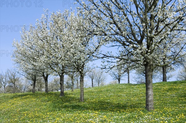 Orchard with cherry trees blossoming