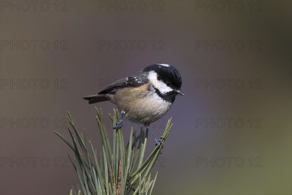 Coal tit