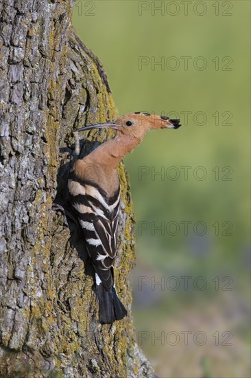 Eurasian hoopoe