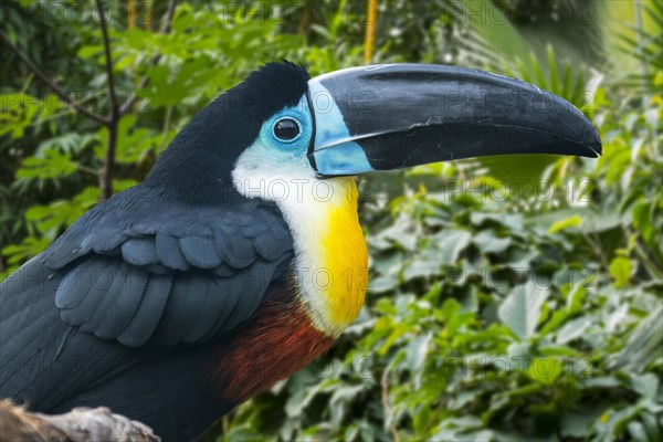 Channel-billed toucan