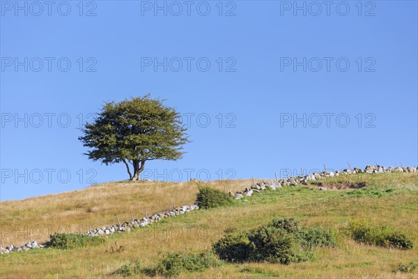 Solitary common hawthorn