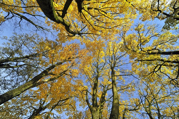 Fall foliage of Norway maple