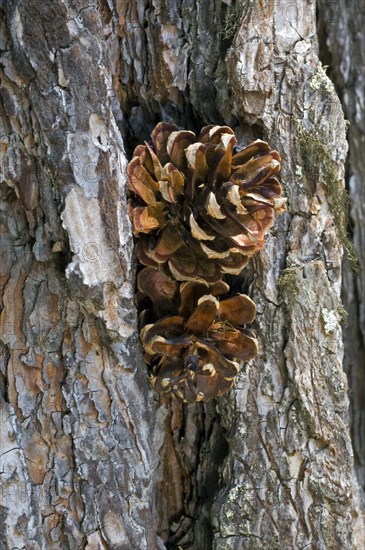 Pine cones