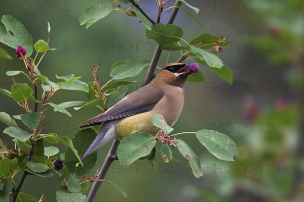 Cedar waxwing