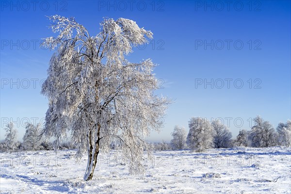 Downy birch