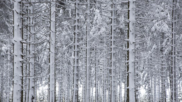 Pine tree trunks in coniferous forest covered in snow in winter at the Hoge Venen
