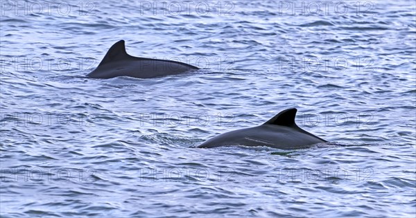 Two harbour porpoises