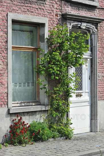 Clilmbing plant and flowers decorating house front