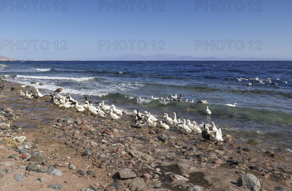 Ducks on the beach