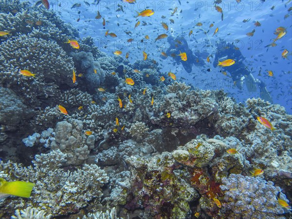 Jewelled bannerfish