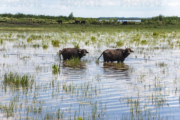 Water buffalo