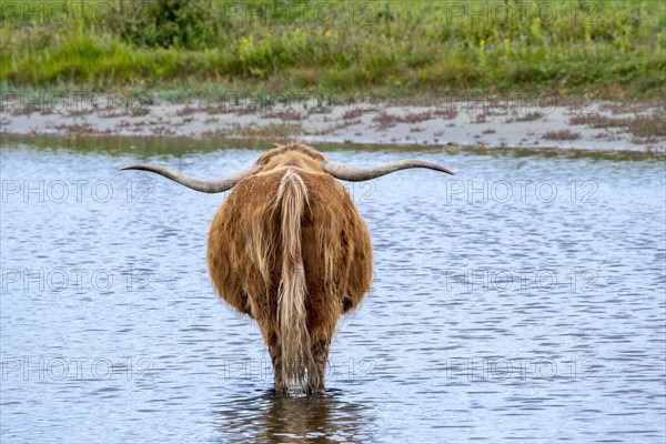 Highland cattle with long horns wading in shallow water of pond