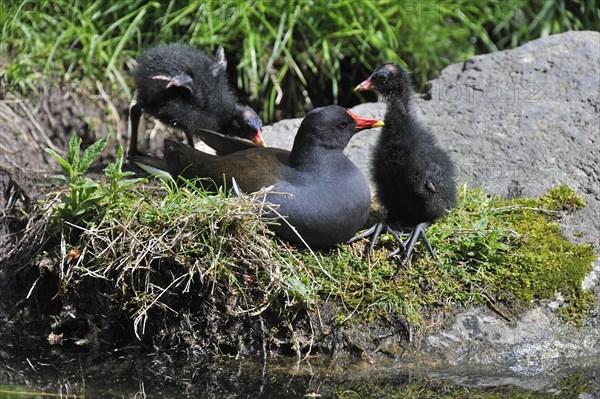 Common Moorhen