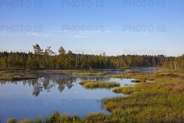 Moorland with pond and pine forest in Sweden