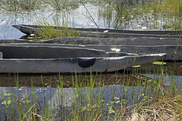 Traditional wooden canoes