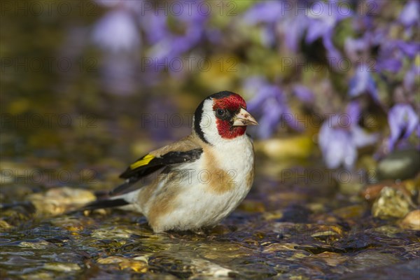 European goldfinch