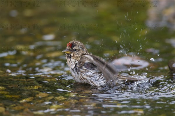 Common redpoll