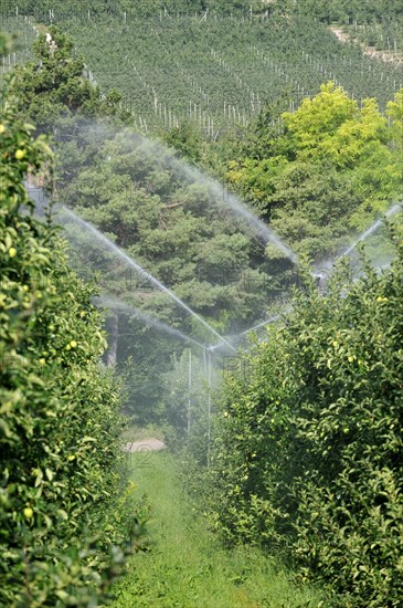 Apple tree orchard being sprinkler irrigated at Val di Non