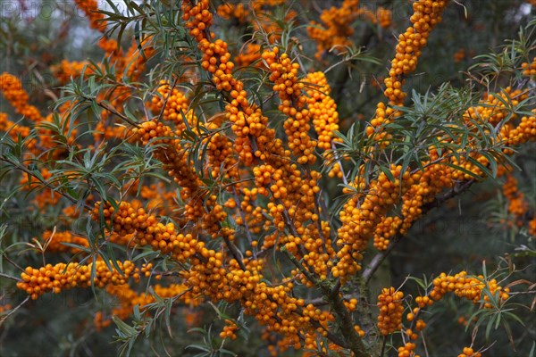 Common Sea-buckthorn