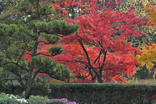 Evergreen tree and Smooth Japanese maples