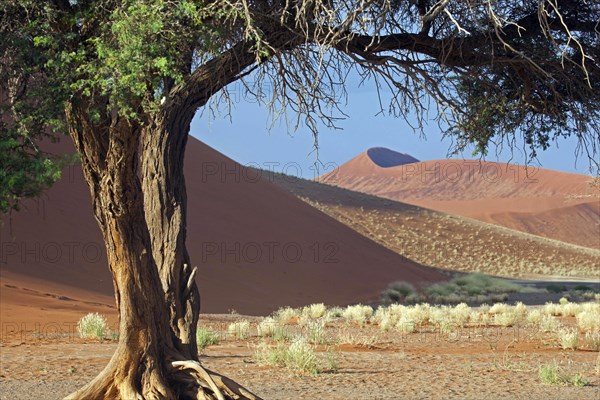 Acacia tree in the Namib desert at Sossusvlei