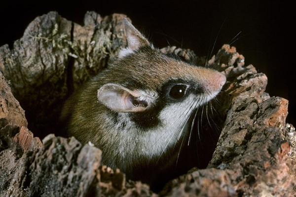 Garden dormouse