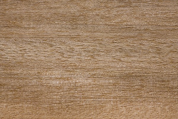 Wood grain of Anegre