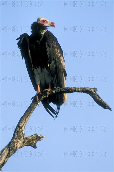 Lappet-faced vulture