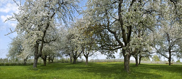 Orchard with cherry trees blossoming