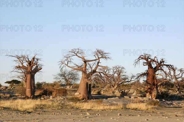 Baobab trees