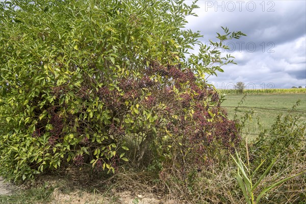 European elder