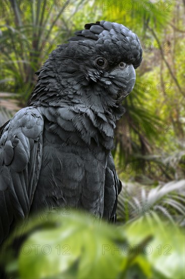 Red-tailed black cockatoo