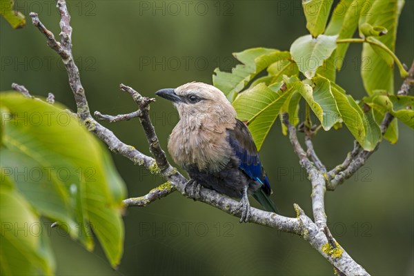 Blue-bellied roller