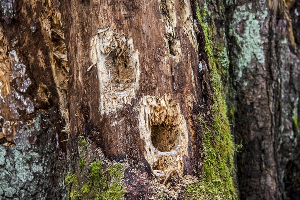 Several holes in tree trunk hammered by woodpecker looking for grubs in dead wood in forest